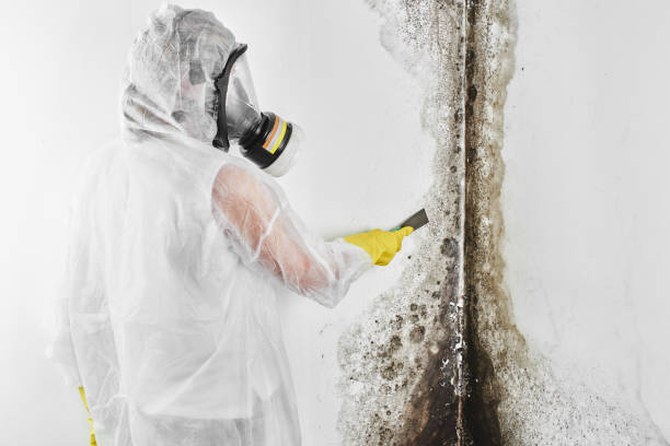 Attic Mold Removal in Bowleys Quarters, MD