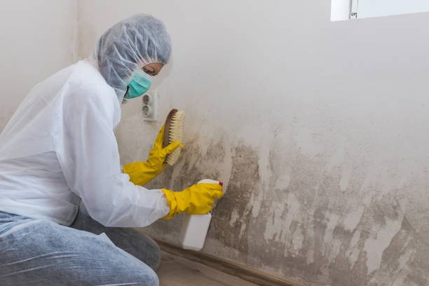 Best Commercial Mold Removal  in Bowleys Quarters, MD