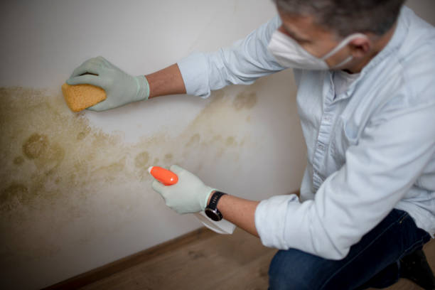 Best Professional Mold Removal  in Bowleys Quarters, MD