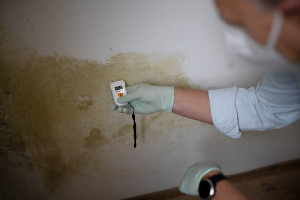 Best Mold Removal Specialists  in Bowleys Quarters, MD