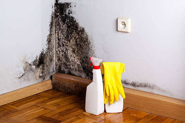 Best Black Mold Removal  in Bowleys Quarters, MD