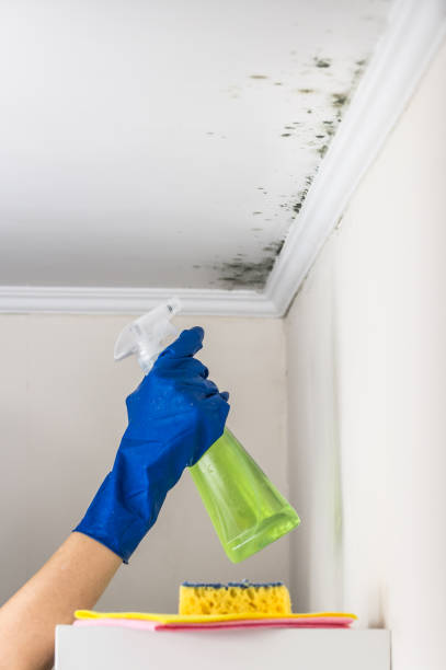 Best Toxic Mold Removal  in Bowleys Quarters, MD